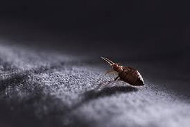 Flea image.jpg