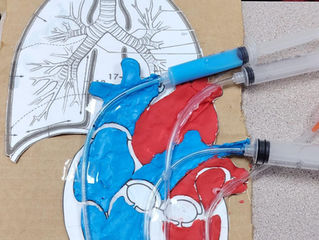 Estudiantes del Técnico Superior en Fisioterapia A-25 fortalecen su aprendizaje con maqueta didáctica del corazón