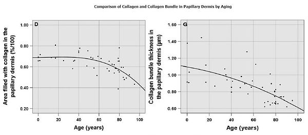 Comparison-of-Collagen-and-Collagen-Bundle-in-Papillary-Dermis-by-Aging-768x337.jpg