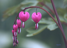 Tränendes Herz, Landschaftsfotos Frühling von Fotoromantik Robert Sellier