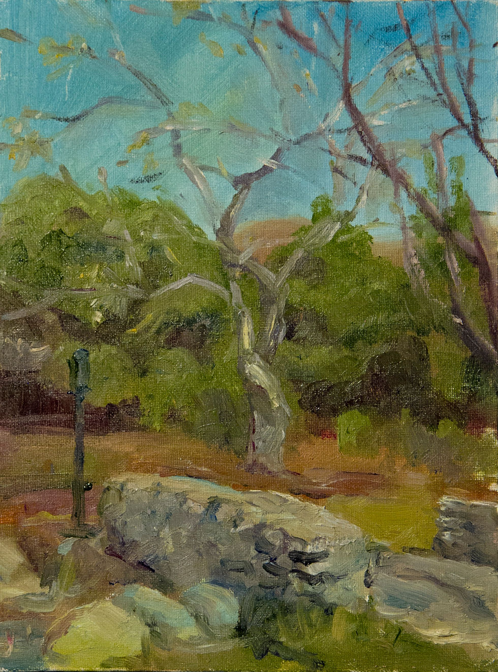 Sycamore at Descanso Gardens