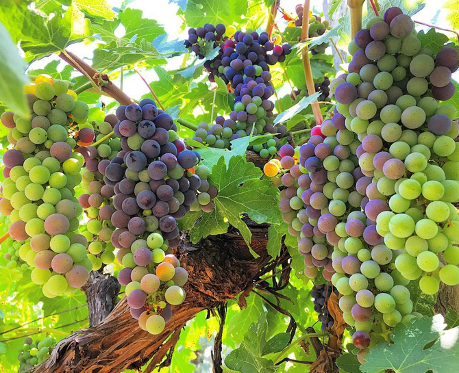 Veraison at Warnecke Ranch
