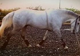 lunging.jpg