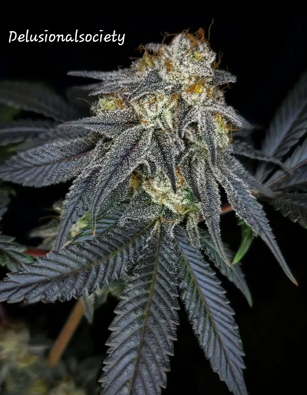 Thumbnail: Strawberry Jellykinz | Feminized