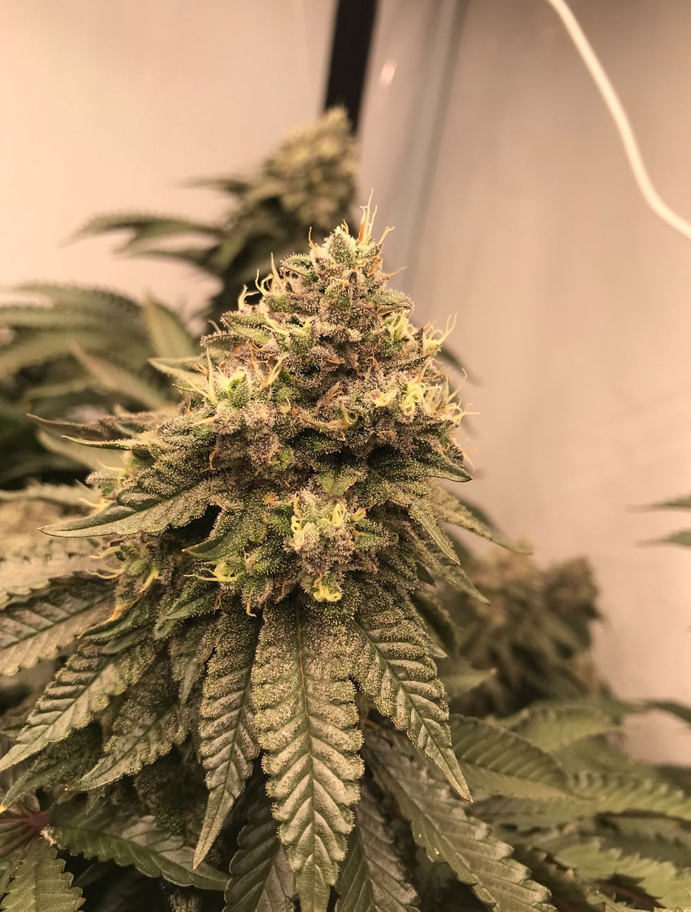 Thumbnail: Trauma | Feminized