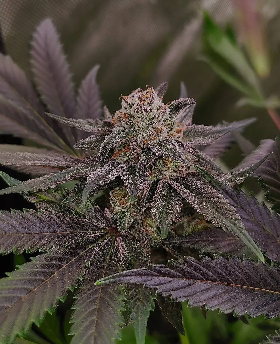 Thumbnail: Chem Jelly | Feminized