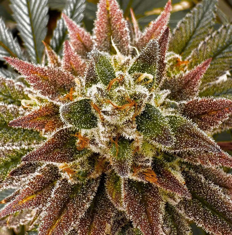 Thumbnail: The Rizz | Feminized