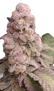 purple-zelephant