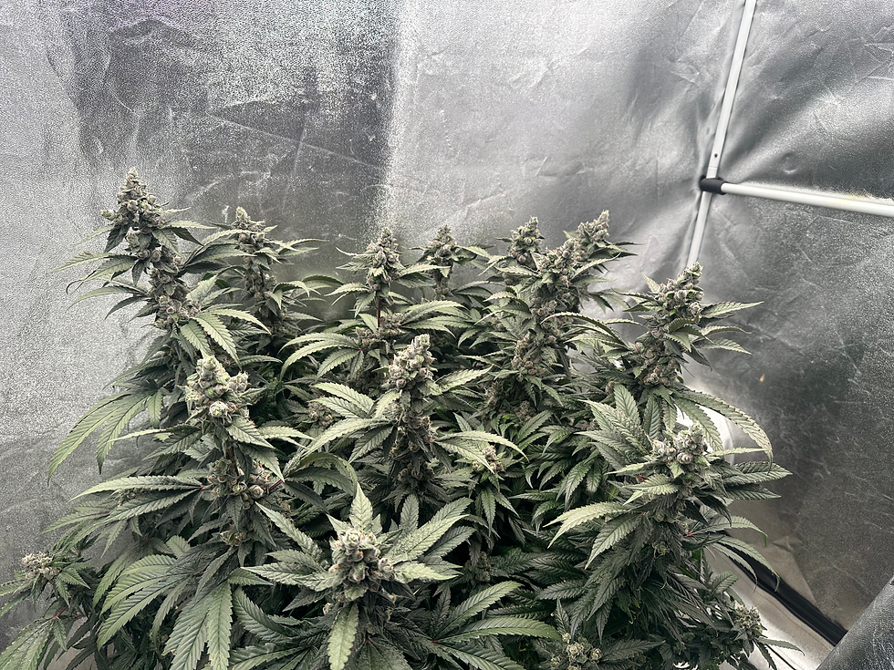 Thumbnail: Trauma | Feminized