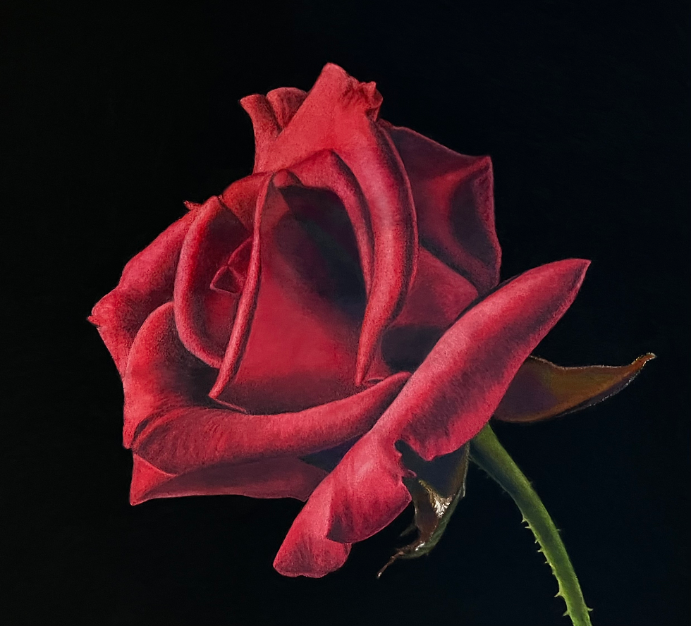 "Endless Rose"