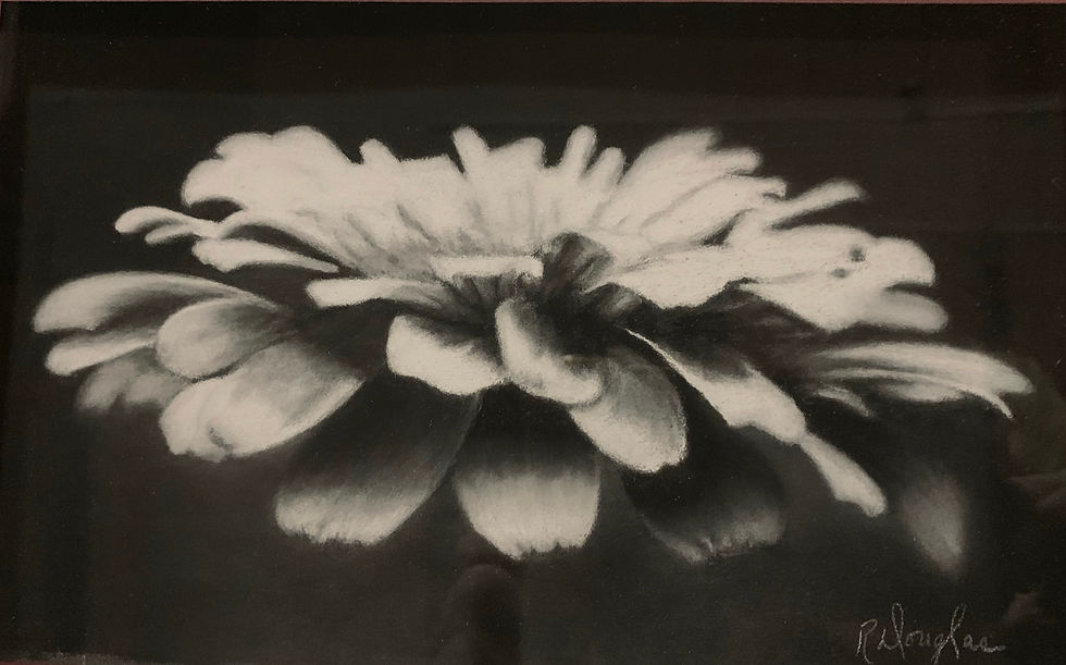 "Zinnia"