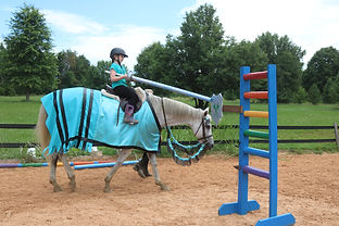 Horse party picture