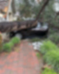 TREE ACCIDENT.jpg