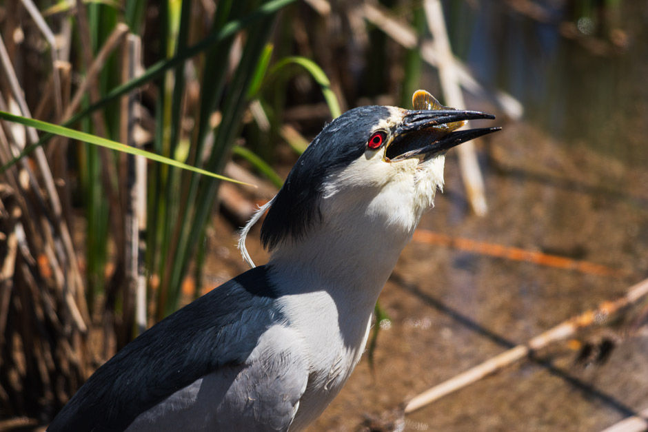 Black-crowned Night Heron, swallowing fish