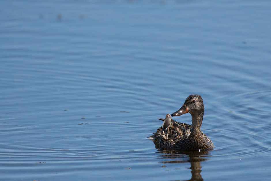 Northern Shoveler, female