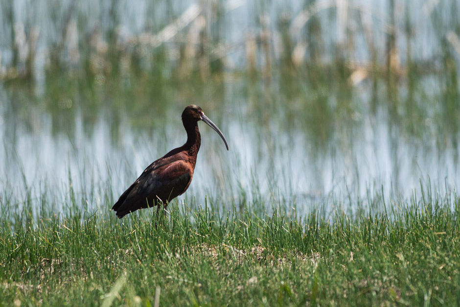 White-faced Ibis