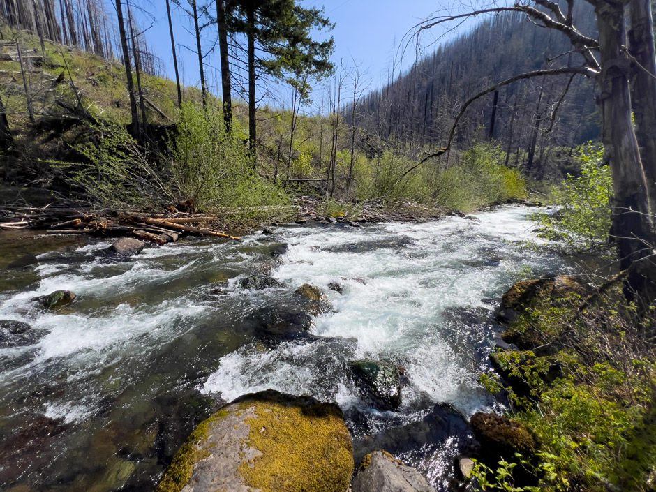 April 23, 2025; River edge #1: 45.16006, -122.11529 looking downstream