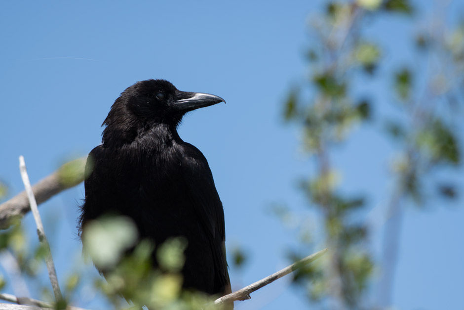 American Crow
