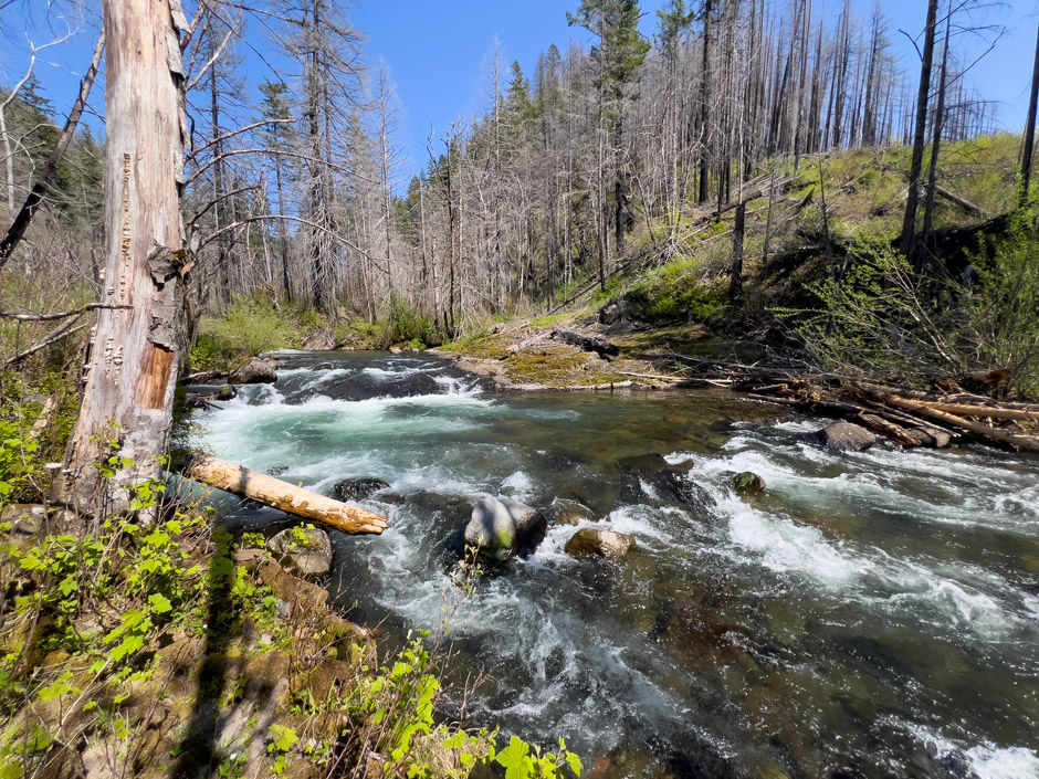 April 23, 2025; River edge #1: 45.16006, -122.11529 looking upstream