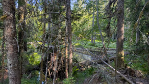 Lake 45.05656, -122.10787