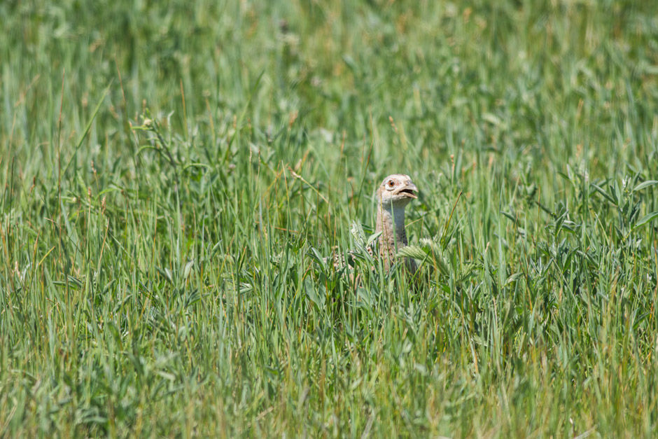 Ring-necked Pheasant, female