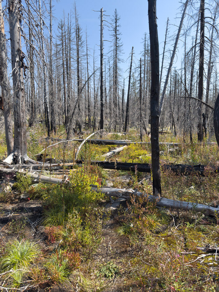 Blow downs near Red Lake
