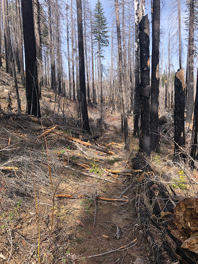 Downed trees across trail