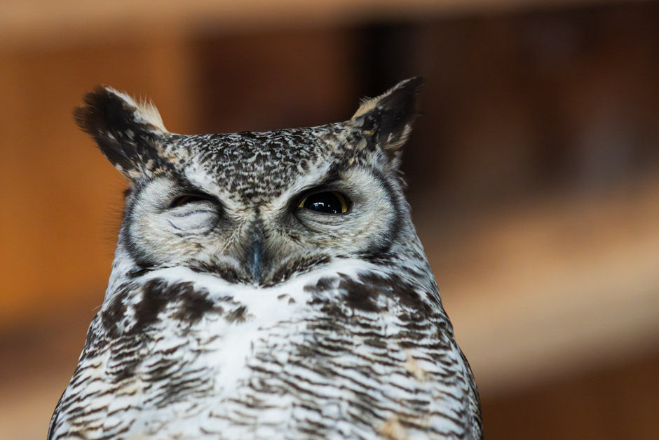 Great-horned Owl, male