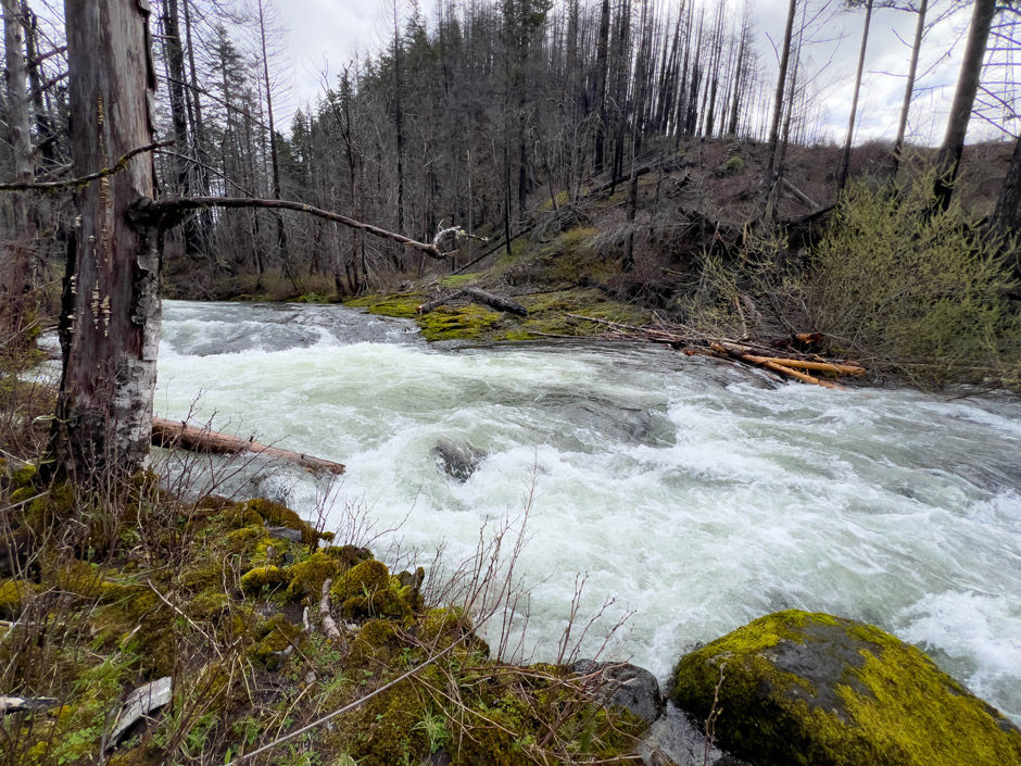 April 9, 2025; River edge #1: 45.16006, -122.11529 looking upstream