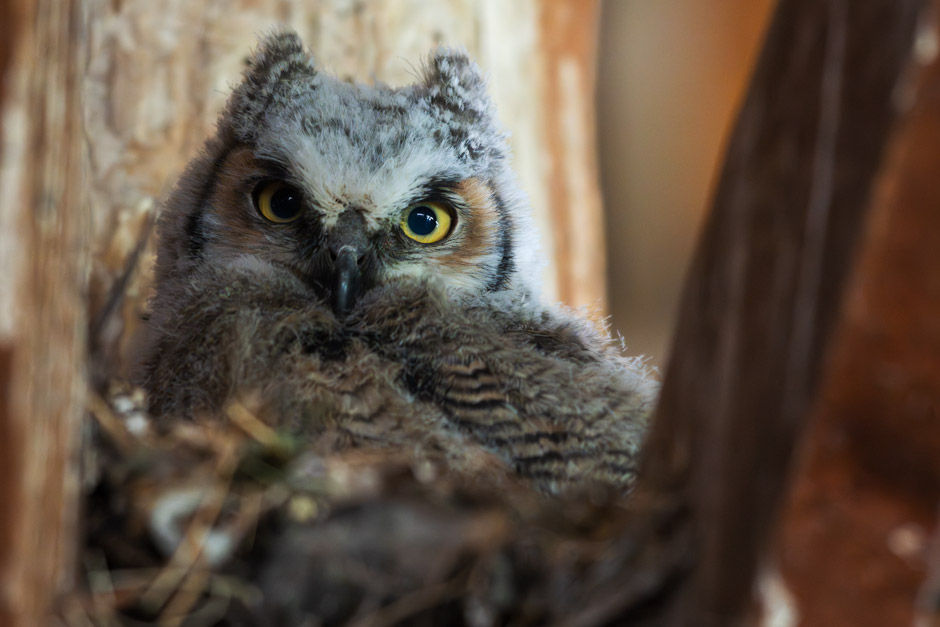 Great-horned Owl, baby