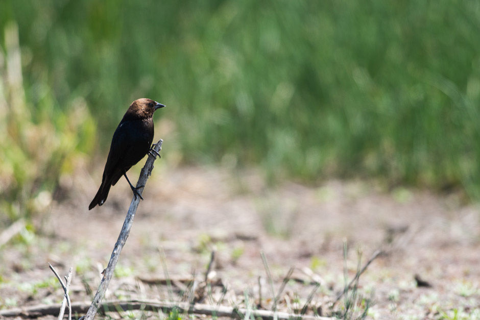 Brown-headed Cowbird, male