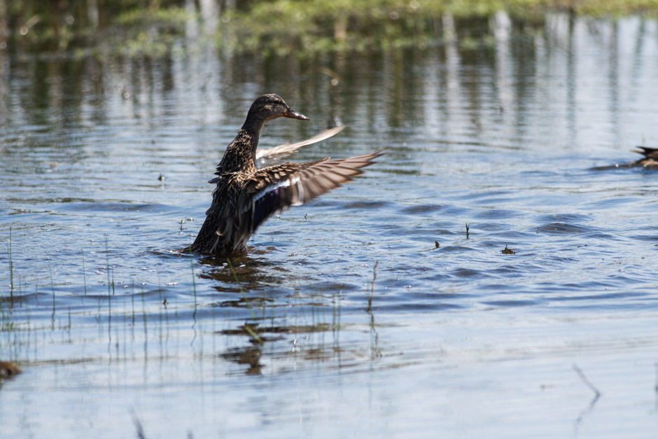Northern Shoveler, female