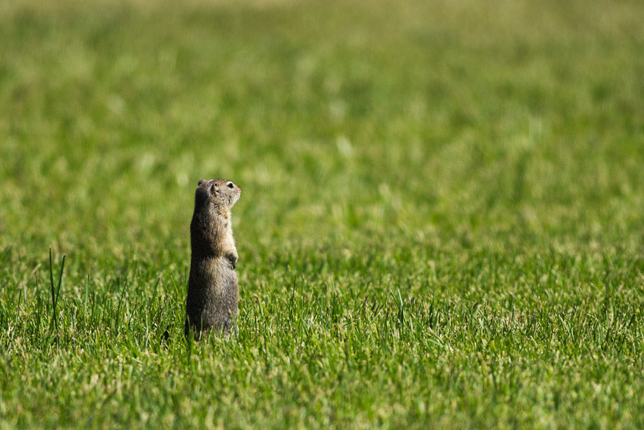 Belding's Ground Squirrel (my one "not bird" photo)