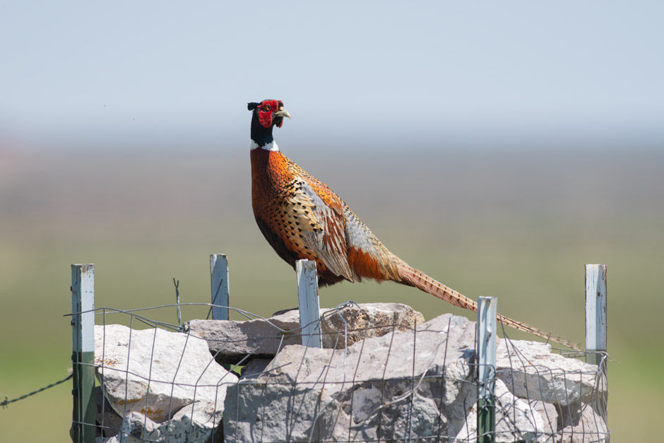 Ring-necked Pheasant, male