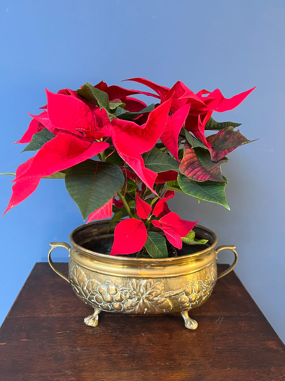 Thumbnail: Small Decorative Antique Brass Planter