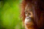 Orangutan