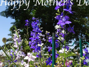 SMA NEWSLETTER 5/5/2022
