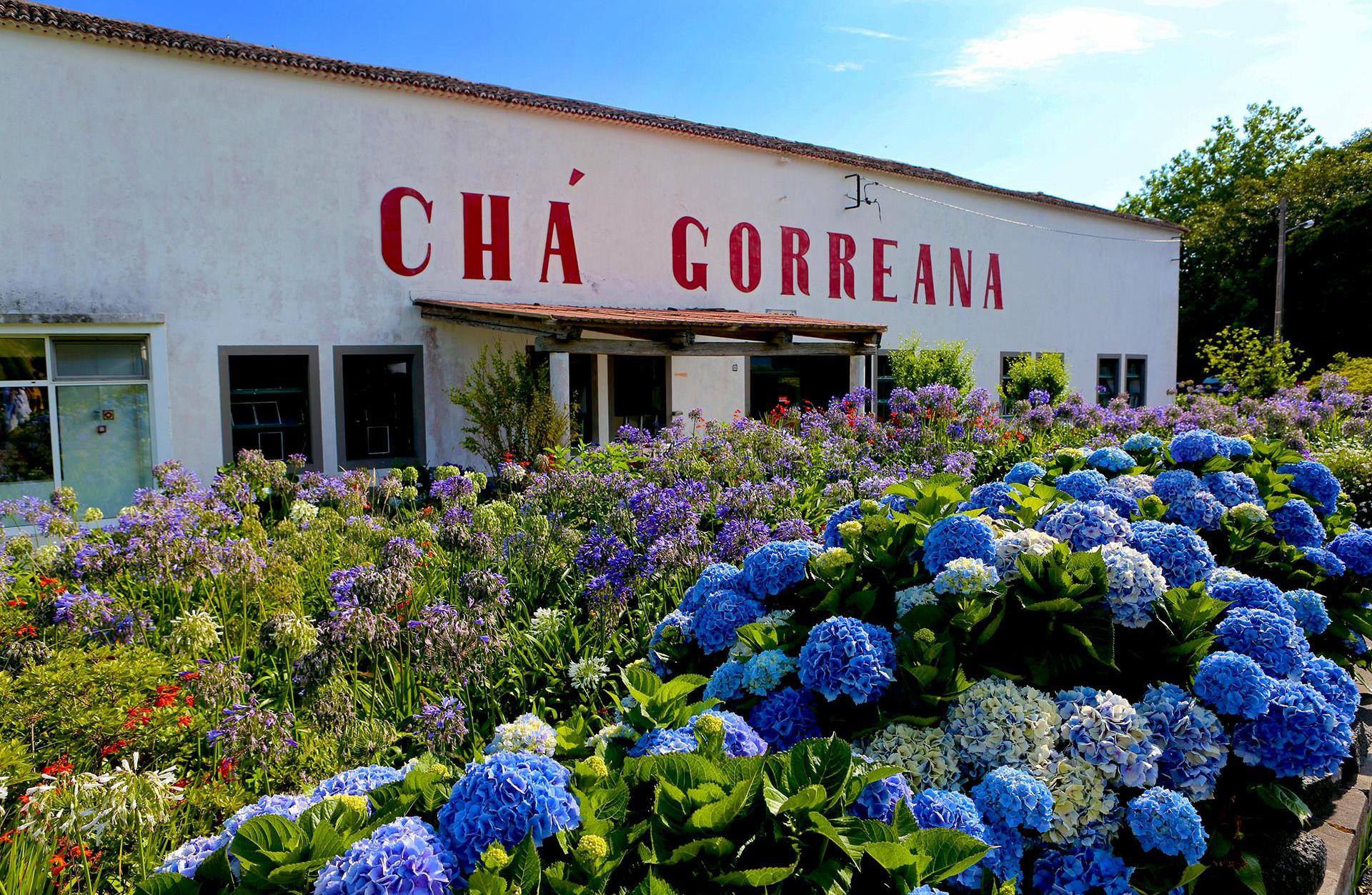 Chá Gorreana