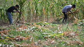 El Salvador se prepara ante un posible riesgo alimentario por El Niño