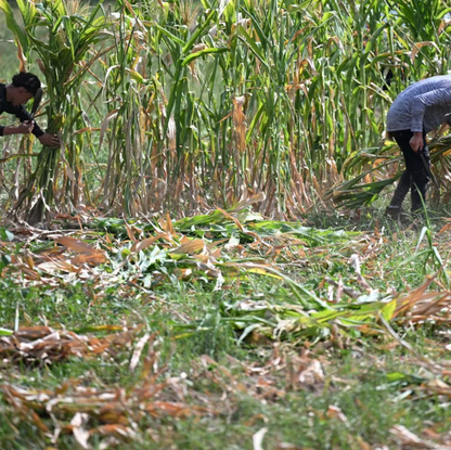 El Salvador se prepara ante un posible riesgo alimentario por El Niño