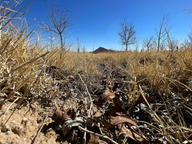 Sequía extrema golpea a Chihuahua y pone en riesgo la producción agrícola