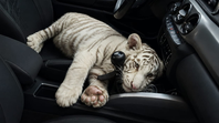 Detienen en Iztapalapa a conductor que transportaba un cachorro de tigre de bengala blanco
