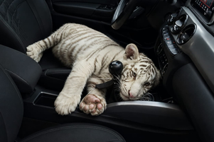 Detienen en Iztapalapa a conductor que transportaba un cachorro de tigre de bengala blanco
