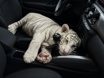 Detienen en Iztapalapa a conductor que transportaba un cachorro de tigre de bengala blanco