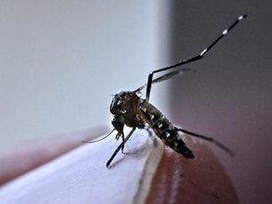 Aumentan casos de dengue en el país; suman 7 muertes