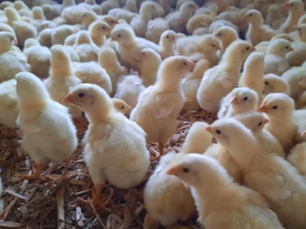 México suspende importación de productos avícolas de Brasil por influenza