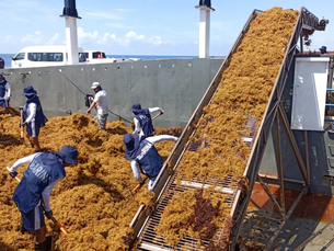 Marina redobla esfuerzos para evitar la llegada masiva de sargazo a playas de Quintana Roo