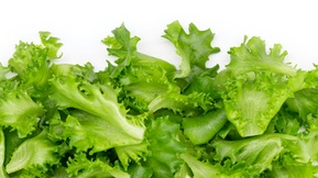 México insiste que no hay prueba que su lechuga causara brote de ciclosporiasis en EE.UU.