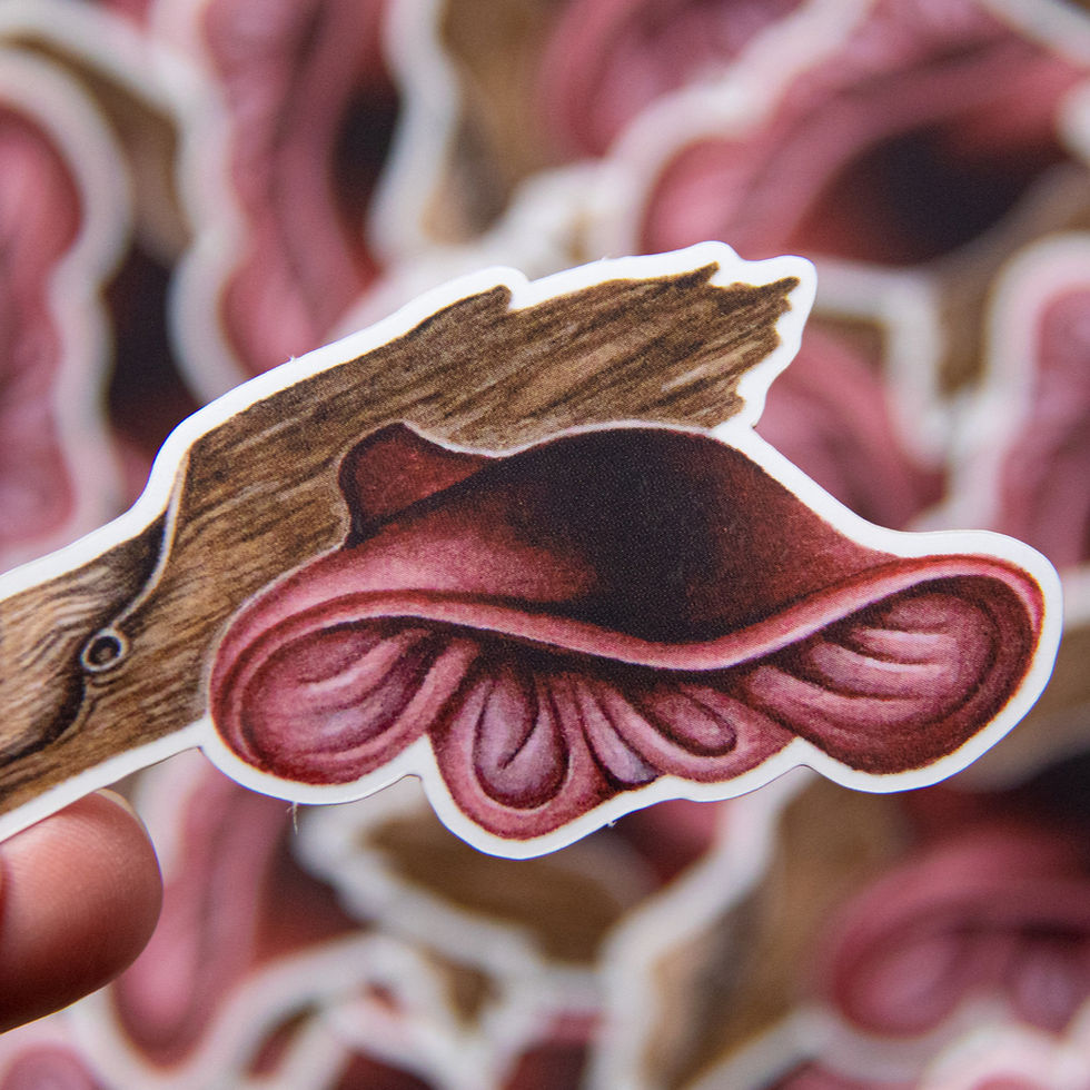 Thumbnail: WOODLAND FUNGI STICKERS (5 awesome vinyl stickers!)