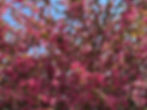 Apple Blossoms in bloom